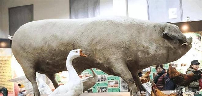 体重超1000斤号称“万猪之王”OG真人俄罗斯“巨猪”泛滥成灾(图9)